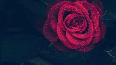 buy roses online