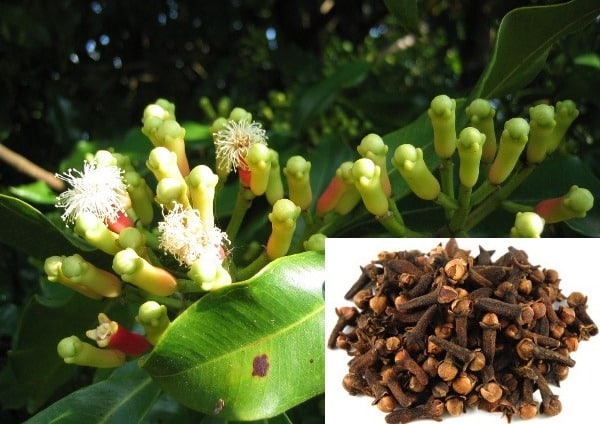 Cloves cultivation in India