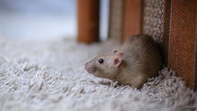 Pest Control How You Can Protect Your Home from Rodents