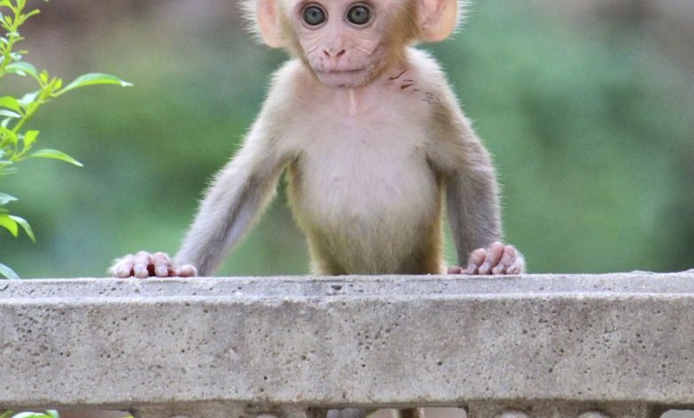 capuchin monkey for adoption