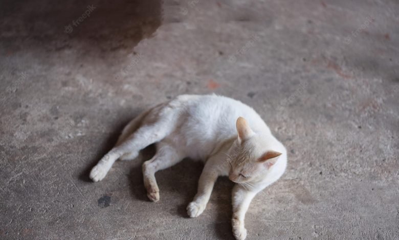 Why Do Cats Lick Cement?