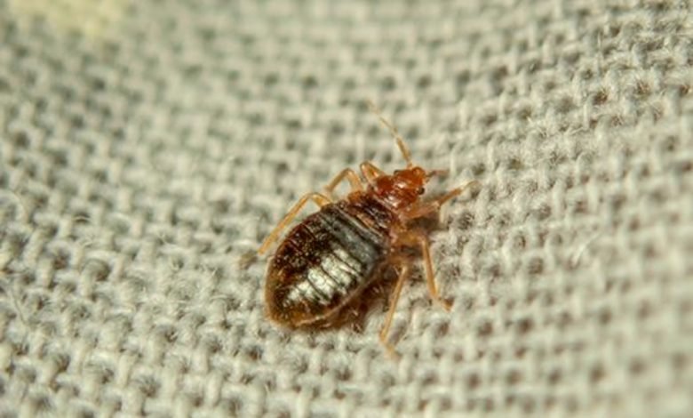 bed bug specialist Brisbane